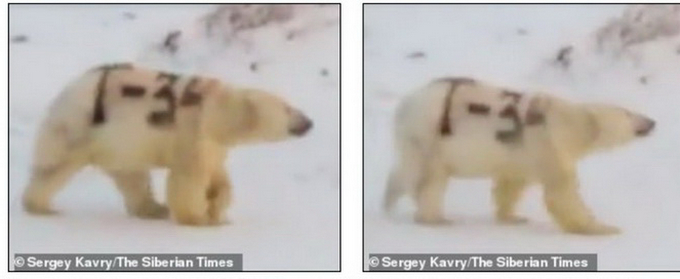 令人揪心!北极熊身上被涂字细节原来是这样子 网友怒了！