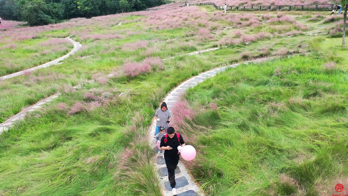 【飞阅武汉】感受田园气息 二妃山上演粉色“浪漫”