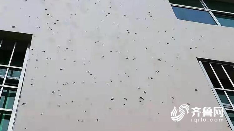 组图：玉米地惨遭“灭顶” 日照潍坊多地遭遇冰雹袭击