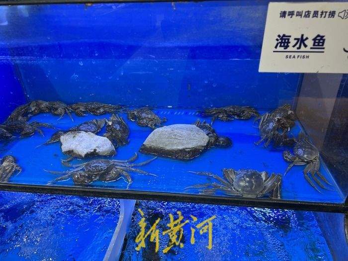 上市旺季大闸蟹降价引关注,济南市场最低10元/只,业内人士:与产量增高有关
