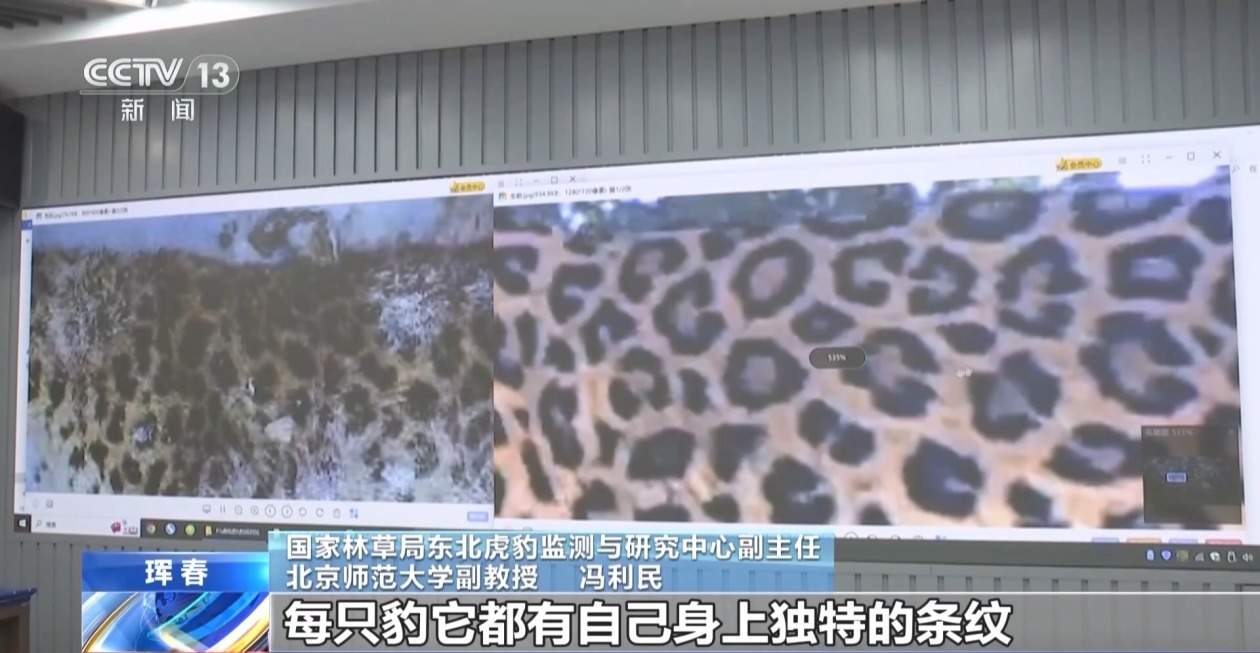 国内首次发现“东北虎捕食东北豹” 警方和专家组揭开事件真相