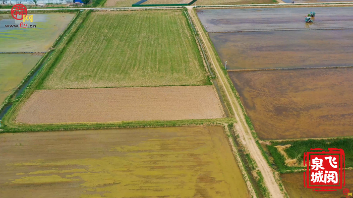 【飞“阅”泉城】小满节气 黄河岸边插秧忙