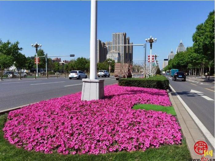 【图集】槐荫变花园 近30万盆花卉吐芬芳