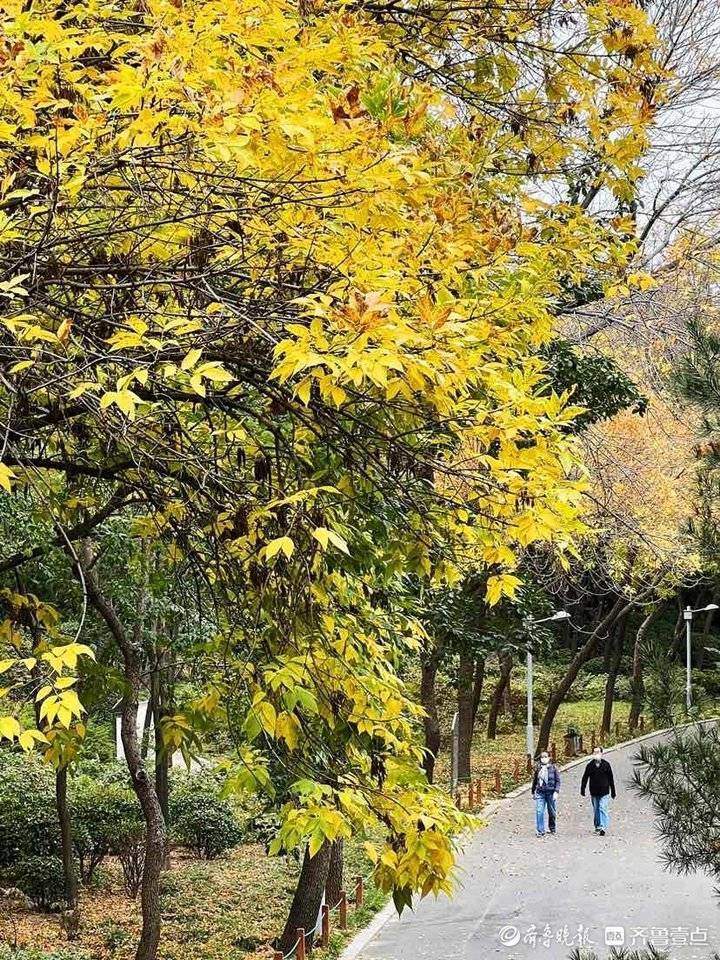 深秋时节泉城公园，色彩斑斓