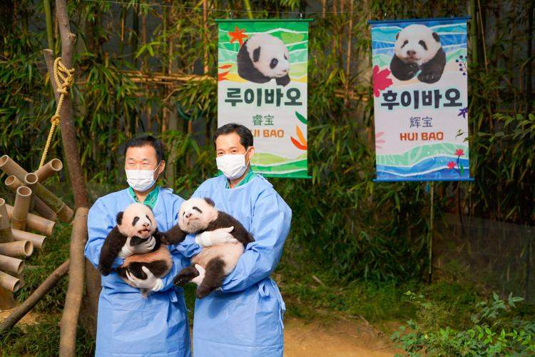 在韩国出生大熊猫双胞胎“睿宝”“辉宝”与公众见面