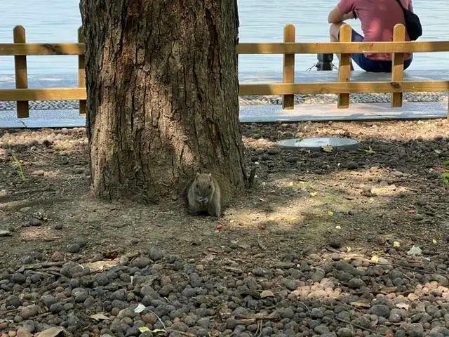 假期最后一天西湖边网红松鼠被抓走！真相扎心：胖得都跑不动了