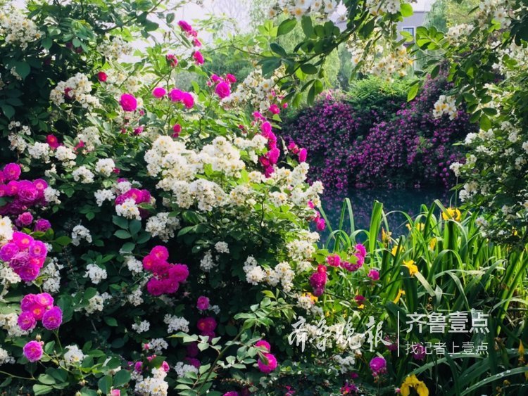 蔷薇正值盛花期，济南公园开花成海了！