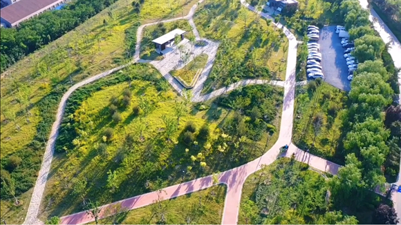 “顶流”花海扮靓黄河岸边，黄河郊野公园夏意浓