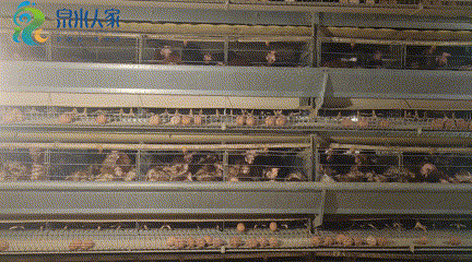 济南大山里实现“鸡”械化，39种配比营养餐生活胜似“凤凰部落”