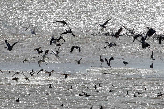 凌空飞翔 百鸟争鸣！群鸟“安家”济南，演绎灵动美丽生态和谐自然画卷