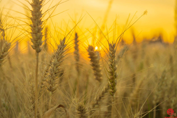 【走基层 看发展】产业集群联动 槐荫区吴家堡街道全域打造现代“田园村居图”