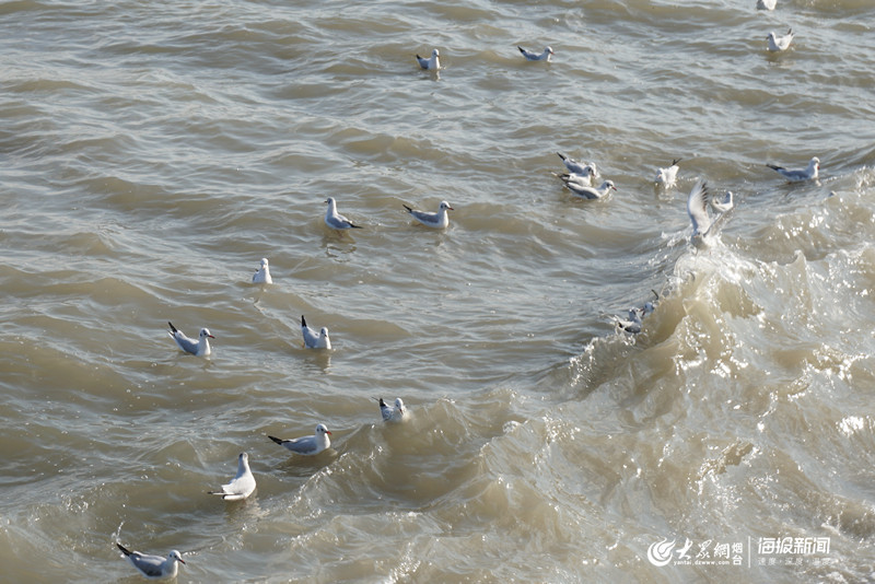 这就是山东丨冰凌、海鸥……大雪过后烟台的海边又美出了新高度