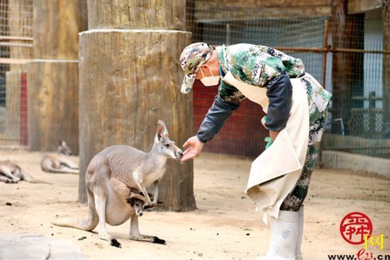 袋鼠饲养员：细心呵护，给它们一个温暖的家