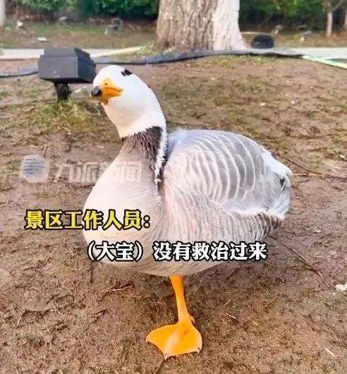 已确认,网红大雁“大宝”突然死亡!公安介入