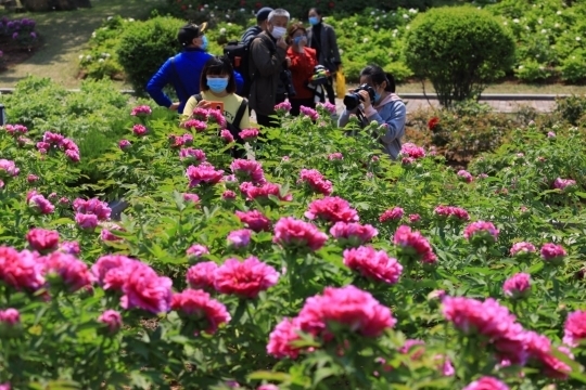 济南植物园牡丹绽放，本周末将迎来最佳观赏期