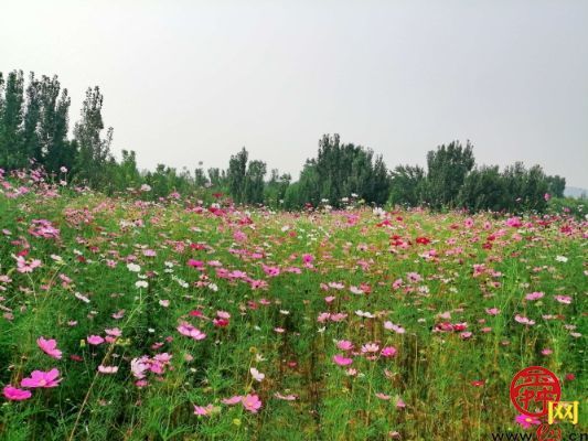 渣土山废弃地变身网红打卡地 济南市园林和林业绿化局精心打造11处花海景观