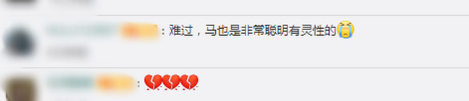 马主人回应下海救人两匹马去世|心疼哭了!马主人回应下海救人两匹马去世 网友:还以为能救好