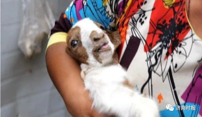 【神奇宠物】济南一农户家的母羊生下一只小羊 7条腿8个蹄太罕见