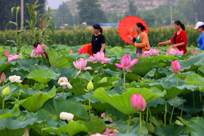 这里的荷花燃香正浓，“莲藕经济”添彩乡村振兴