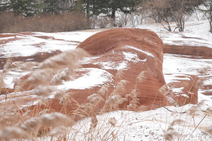 小年迎初雪！雪中红石别样美