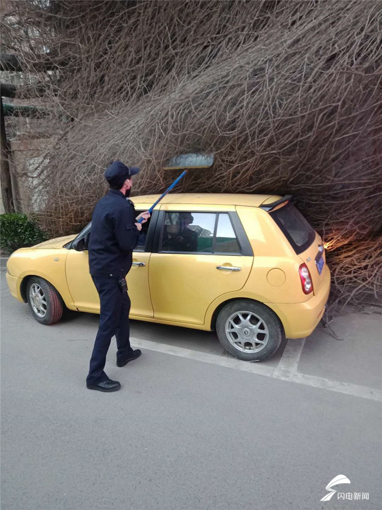 你的车我“扣了”！济南一市民爱车被爬山虎“缠住”