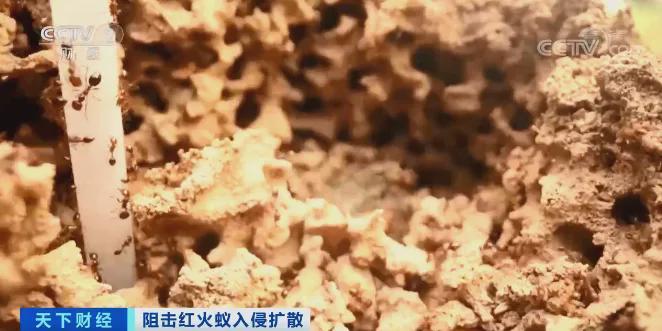 红火蚁入侵12个省份！红火蚁泛滥有农作物产量或损失40%