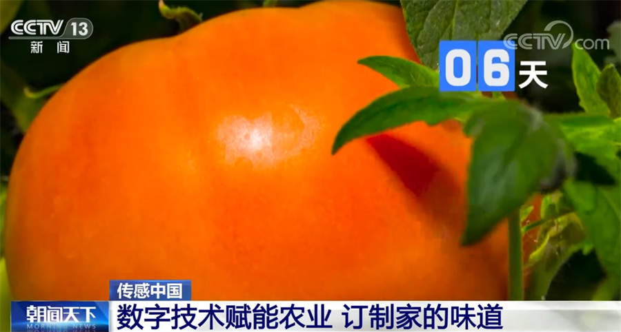 数字技术赋能农业 团圆饭的味道有了科技支撑