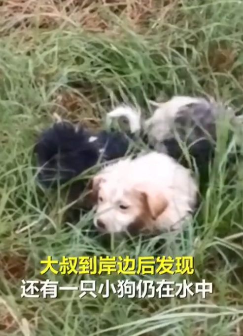 “狗妈妈冲入洪水救小狗”后续：目前被宠物店照顾，已有爱心人士收养