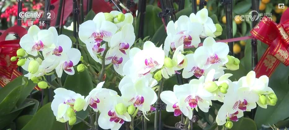 “美丽经济”“热”起来!鲜花产业“一路生花”绽放勃勃生机