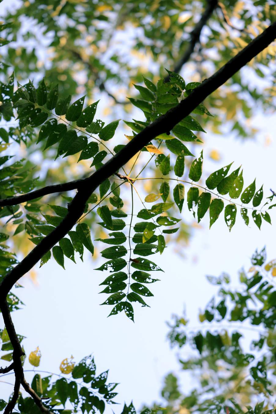 组图｜济南药山：闹中取静 秋意正浓