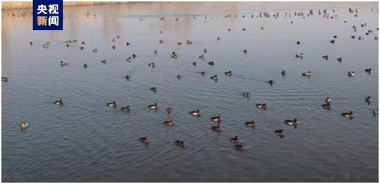 河北白洋淀首次发现百余只青头潜鸭大群体