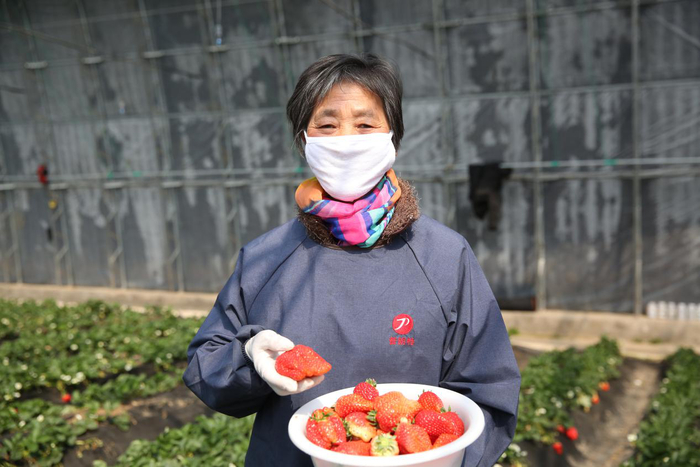 历城：“绿色通道”帮助草莓种植户解决大麻烦