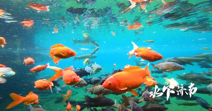 【水下济南】无忧泉：槛泉西畔漱清流 酌水能消万斛愁