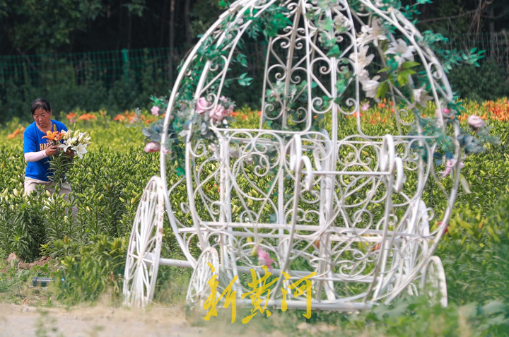 百合花海即将盛开，端午时节来赏花吧