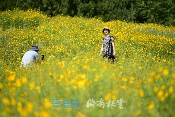 济南这片“黄金花海”绽放，等你端午假日来赏玩