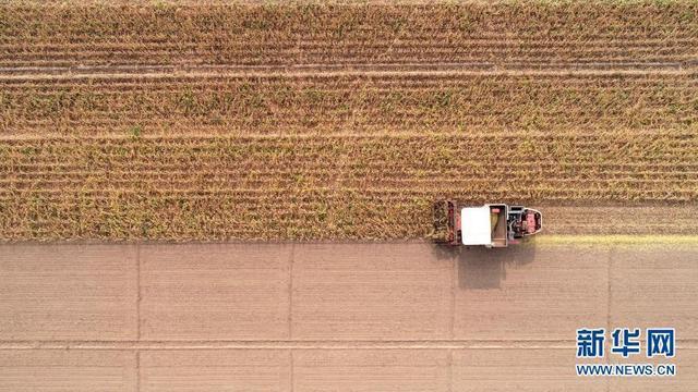 改变世界的一粒种子——从中央一号文件看打赢种业翻身仗