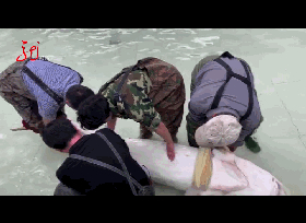 集体舞准备！南京玄武湖公园现群鱼跳跃奇观，网友：大型蹦迪现场