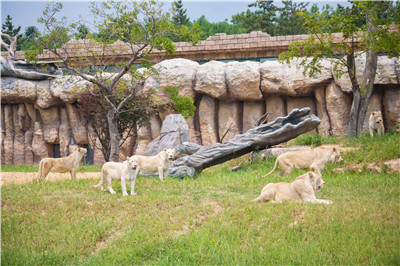 4只大熊猫到这个地方安家落户！9月16日与游客见面