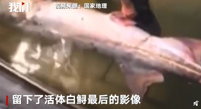 专家称长江白鲟灭绝？IUCN中国代表处：未官宣，6月发结果