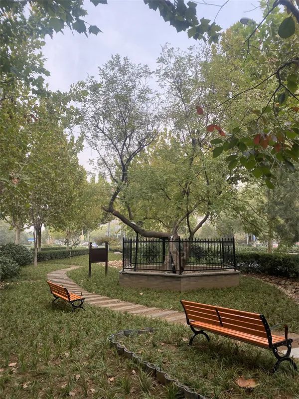 古槐、古皂荚、古榆、古银杏，2023年济南添20处“古树保护园”