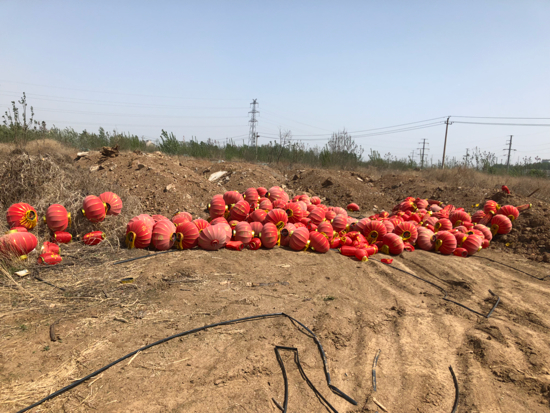 【啄木鸟在行动】历城区郭董路东侧大面积渣土及生活垃圾露天堆放