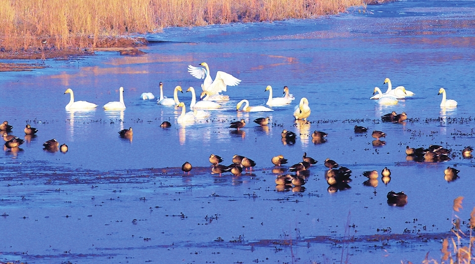 【在习近平新时代中国特色社会主义思想指引下】加强生物多样性保护 共建和谐美好泉城