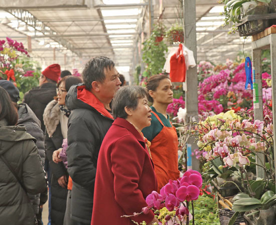 家有“枯桃”一盆花！岛城花卉市场开启“春节模式”