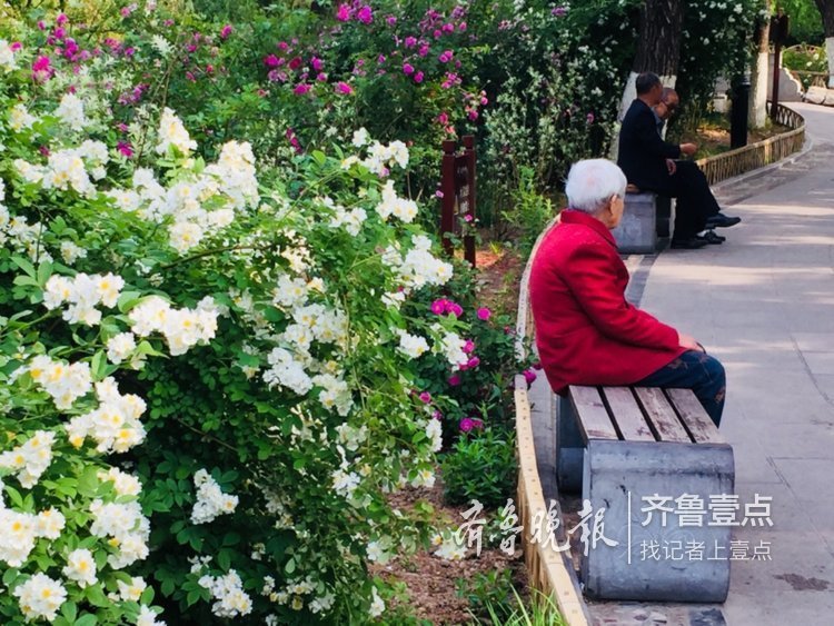 蔷薇正值盛花期，济南公园开花成海了！