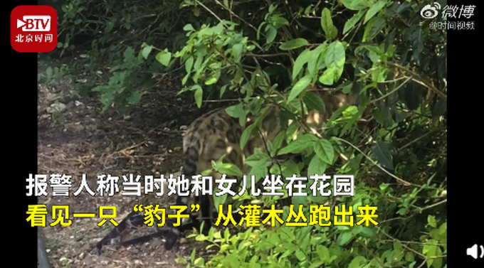 伦敦一宠物猫被误认为豹子惊动警方，直升机抓捕，网友：太像了