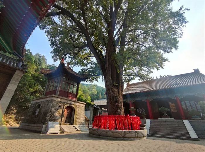 古槐、古皂荚、古榆、古银杏，2023年济南添20处“古树保护园”