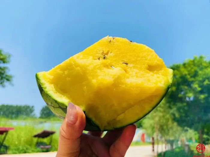 吃上济南黄河滩西瓜才叫过夏～头茬上市遇“抢瓜潮”