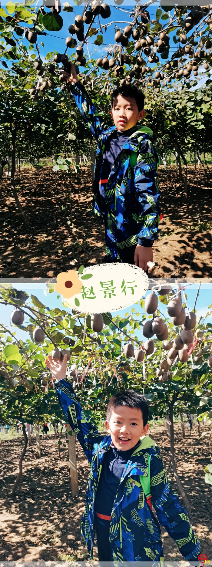 山师附小2018级6班猕猴桃采摘研学活动纪实（稿件有视频，麻烦编辑同事将视频置于链接处）