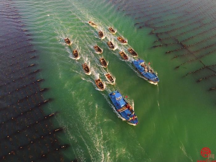 【绿动齐鲁 碳路未来】威海爱伦湾海洋牧场：打造海洋“低碳”新样板 生态效益带来“真金白银”