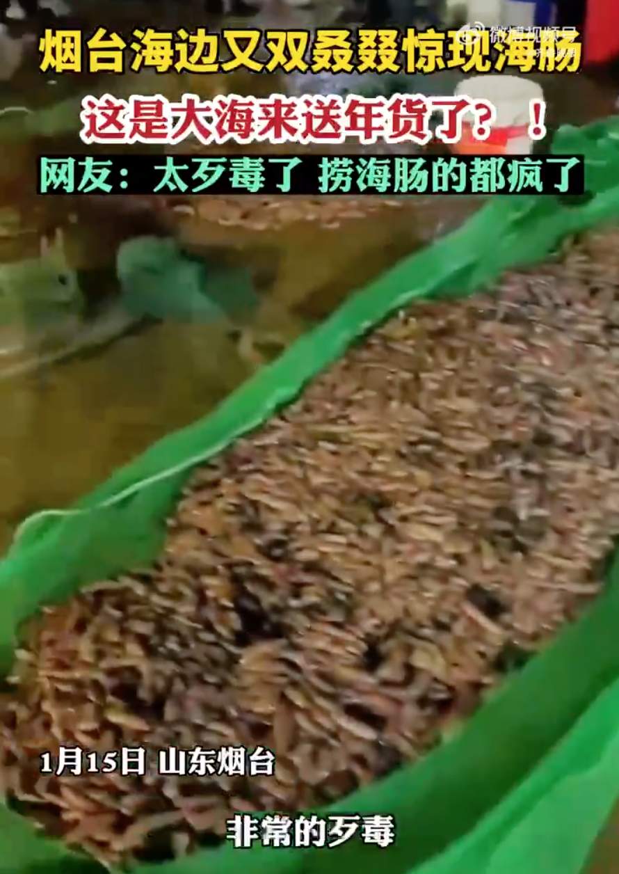 烟台海边再现大量海肠，有人捞一晚上没走 网友：大海送年货了